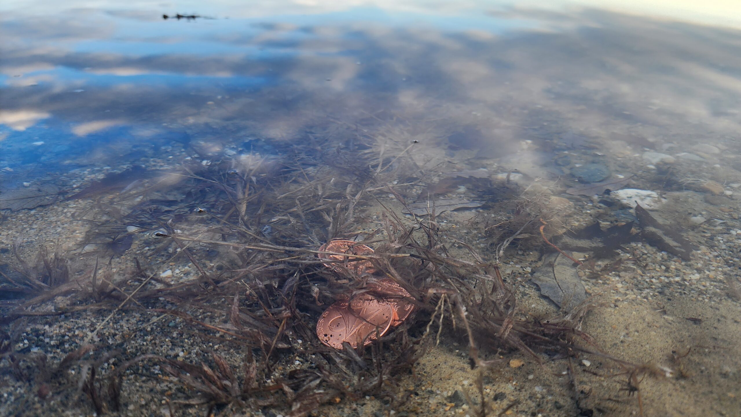 Shiny gold coins under the water - magnet fishing